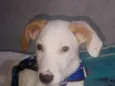 Boris