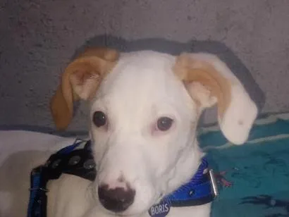 Cachorro raça SRD-ViraLata idade 2 a 6 meses nome Boris