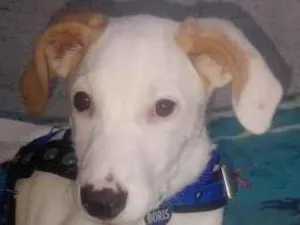 Cachorro raça SRD-ViraLata idade 2 a 6 meses nome Boris