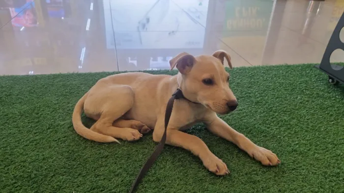 Cachorro raça SRD-ViraLata idade 2 a 6 meses nome Chuck