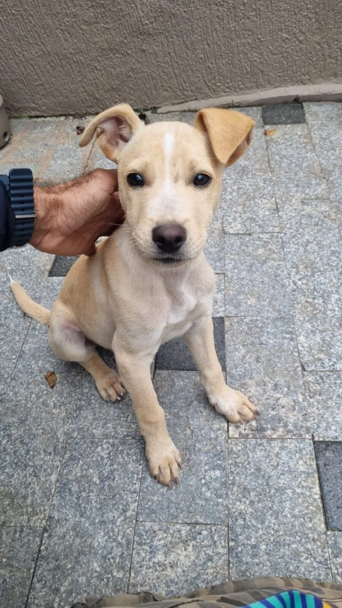 Cachorro raça SRD-ViraLata idade 2 a 6 meses nome Chuck