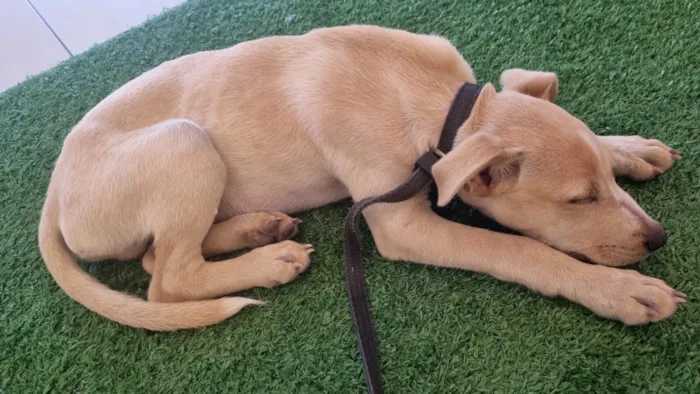 Cachorro raça SRD-ViraLata idade 2 a 6 meses nome Chuck