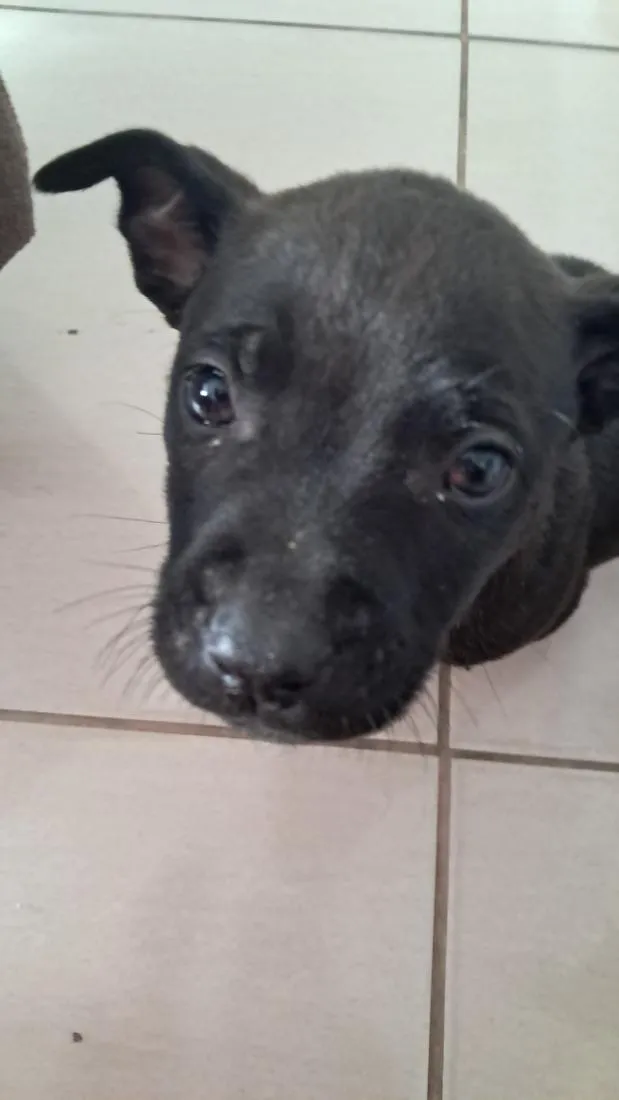 Cachorro raça SRD-ViraLata idade Abaixo de 2 meses nome sem nome 