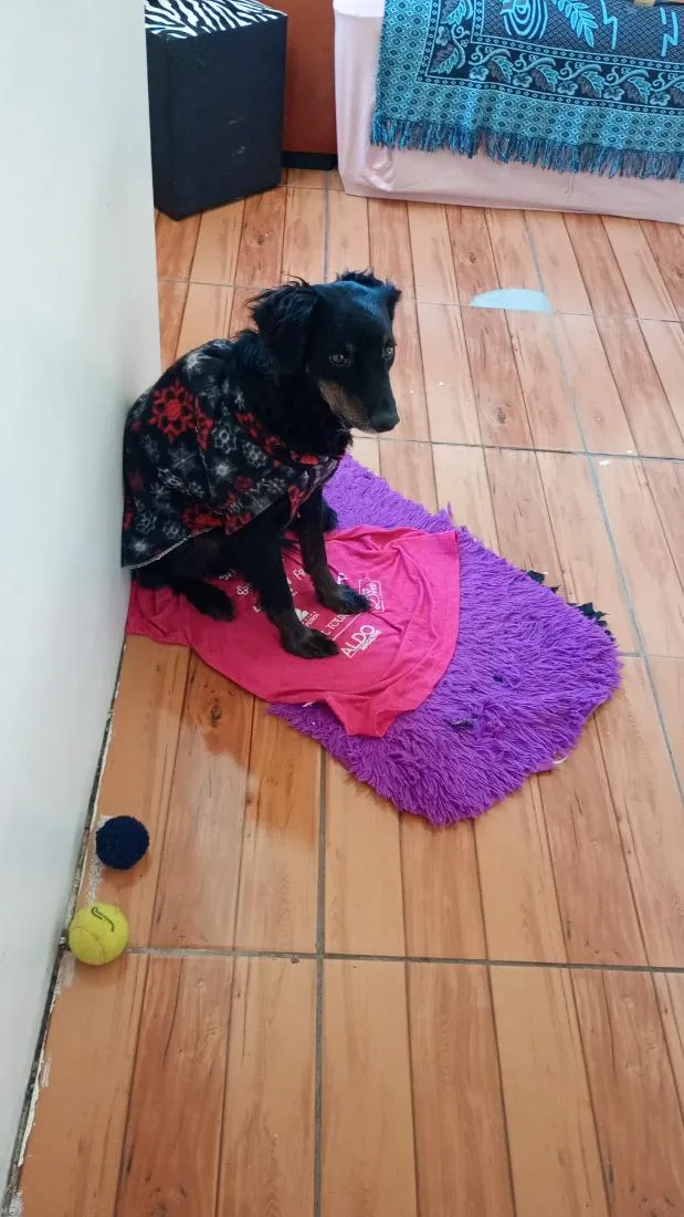 Cachorro raça SRD-ViraLata idade 2 anos nome Fred 