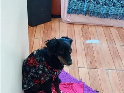 Cachorro raça SRD-ViraLata idade 2 anos nome Fred 