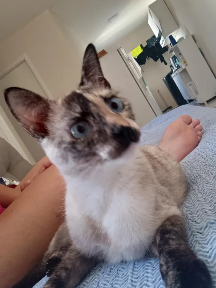 Gato raça Siamês idade 7 a 11 meses nome Pérola