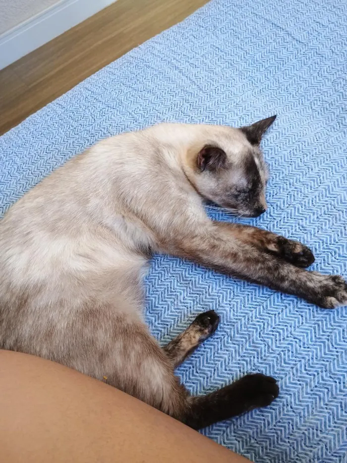 Gato raça Siamês idade 7 a 11 meses nome Pérola