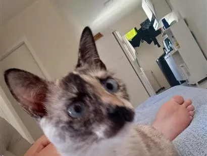 Gato raça Siamês idade 7 a 11 meses nome Pérola