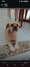 Simba 