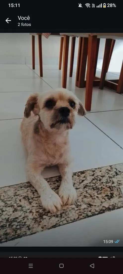 Cachorro raça Shitzu idade 4 anos nome Simba 