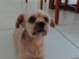 Simba 