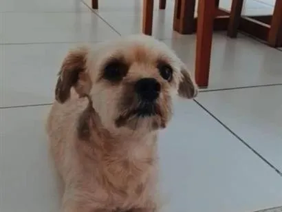 Cachorro raça Shitzu idade 4 anos nome Simba 