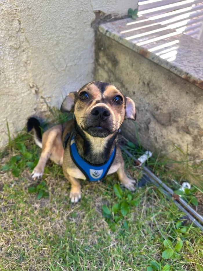 Cachorro raça SRD-ViraLata idade 3 anos nome Bass