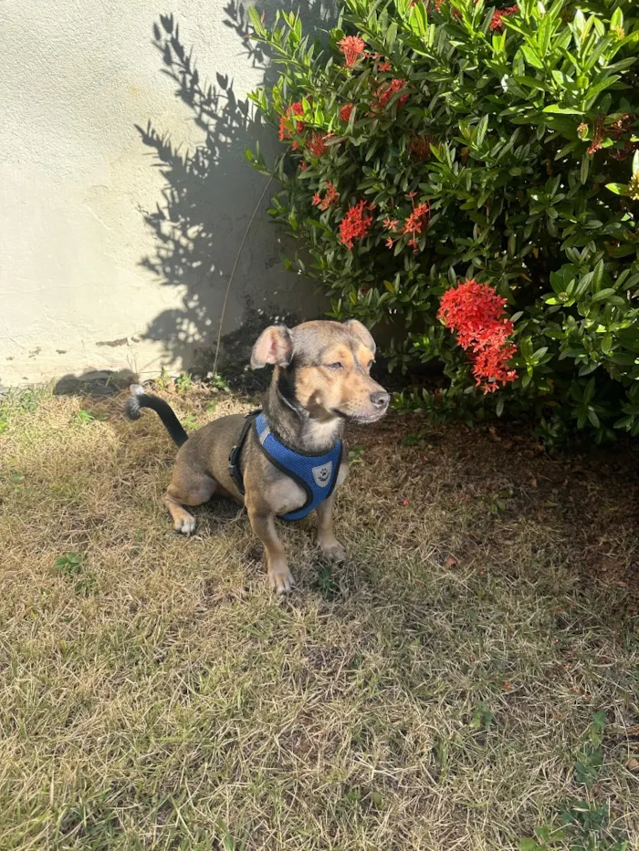 Cachorro raça SRD-ViraLata idade 3 anos nome Bass