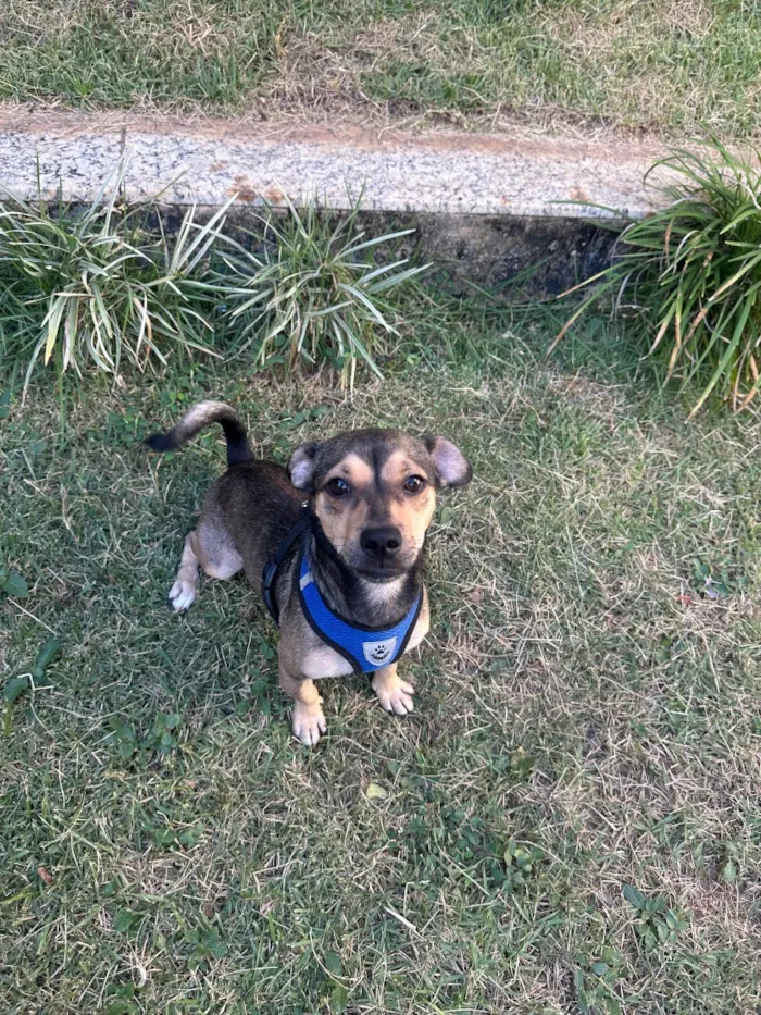 Cachorro raça SRD-ViraLata idade 3 anos nome Bass