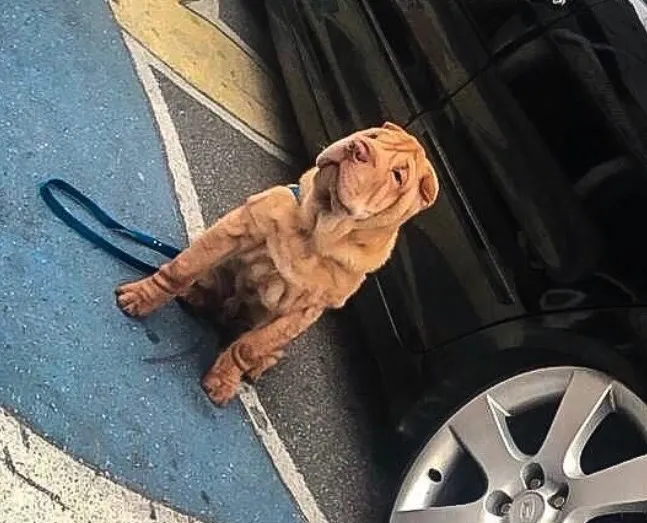 Cachorro raça SRD-ViraLata idade 5 anos nome Fox
