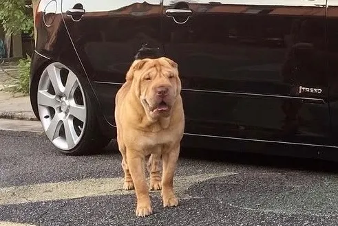 Cachorro raça SRD-ViraLata idade 5 anos nome Fox