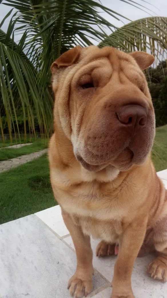 Cachorro raça SRD-ViraLata idade 5 anos nome Fox