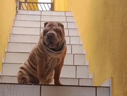 Cachorro raça SRD-ViraLata idade 5 anos nome Fox