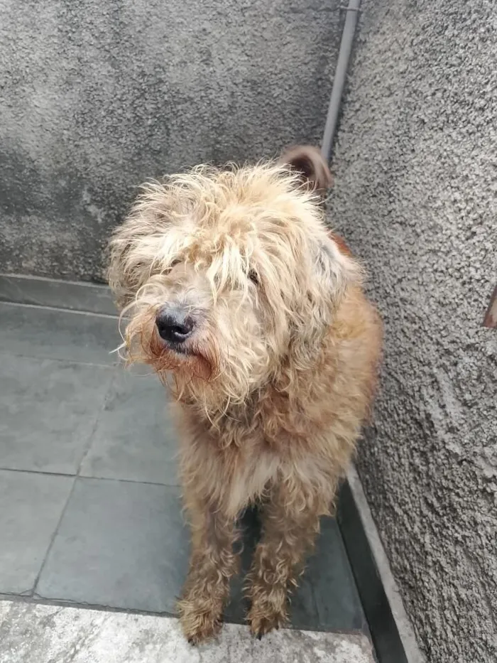 Cachorro raça SRD-ViraLata idade 6 ou mais anos nome CRISTAL E SATURNO 