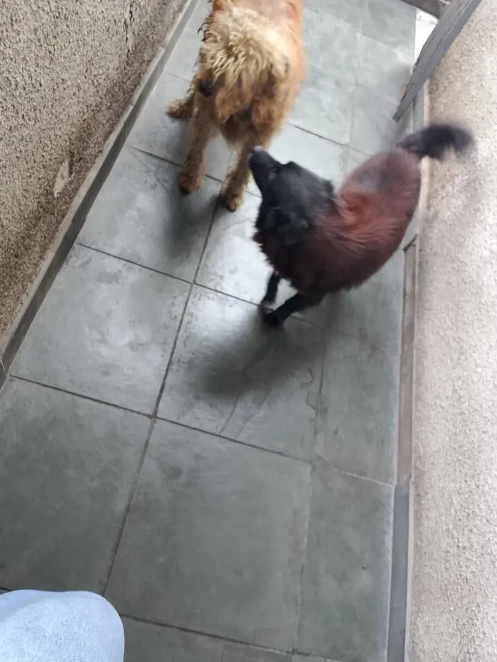 Cachorro raça SRD-ViraLata idade 6 ou mais anos nome CRISTAL E SATURNO 