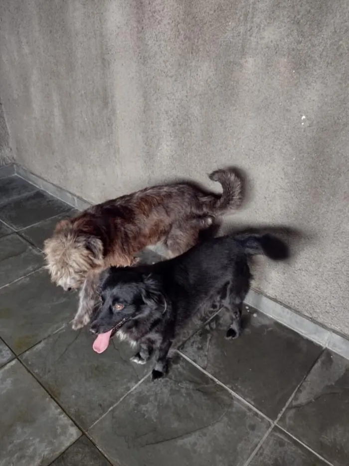 Cachorro raça SRD-ViraLata idade 6 ou mais anos nome CRISTAL E SATURNO 