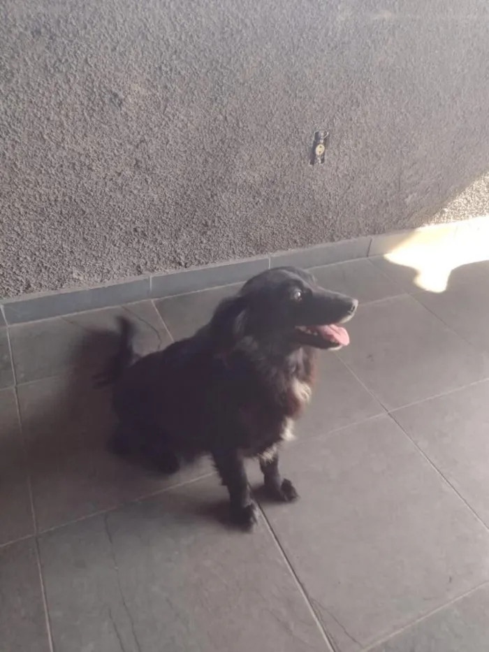 Cachorro raça SRD-ViraLata idade 6 ou mais anos nome CRISTAL E SATURNO 