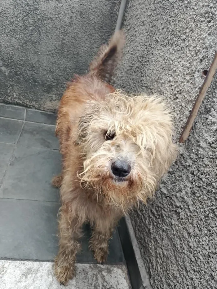 Cachorro raça SRD-ViraLata idade 6 ou mais anos nome CRISTAL E SATURNO 