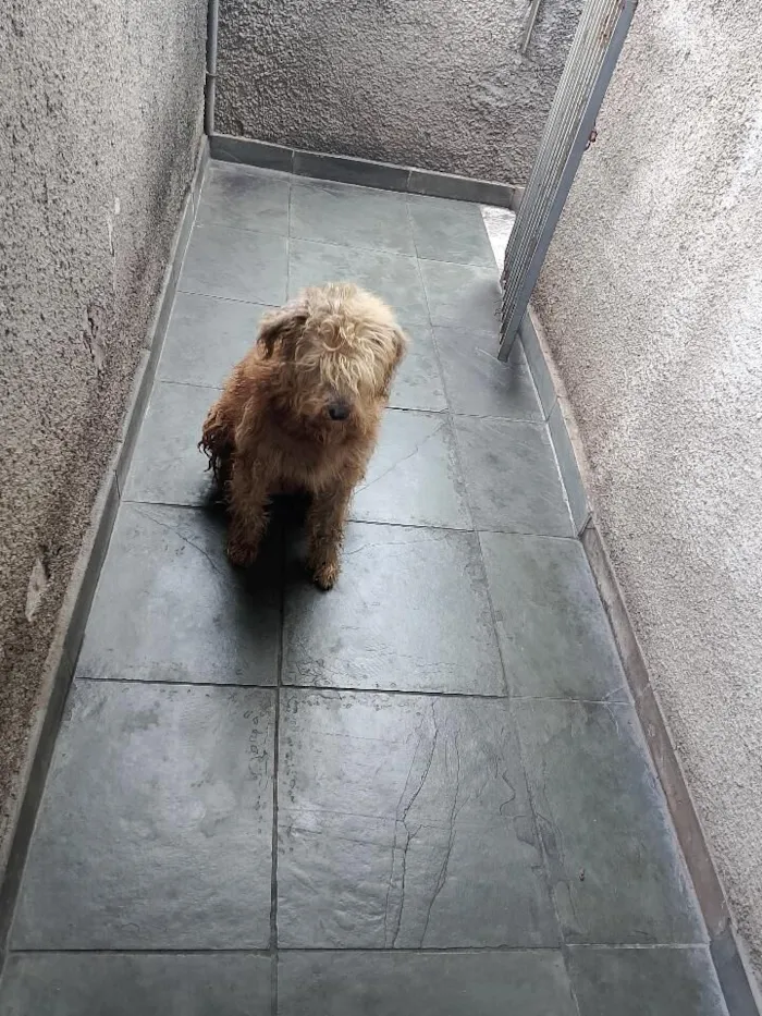 Cachorro raça SRD-ViraLata idade 6 ou mais anos nome CRISTAL E SATURNO 