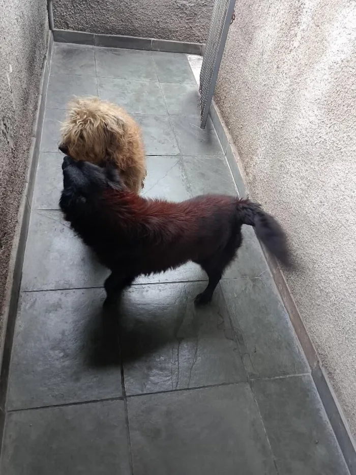 Cachorro raça SRD-ViraLata idade 6 ou mais anos nome CRISTAL E SATURNO 