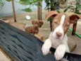 Spike e Rocco 