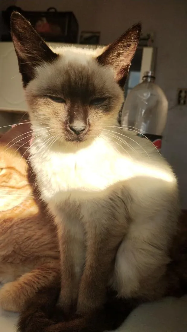 Gato raça SRD-ViraLata idade 7 a 11 meses nome Stela