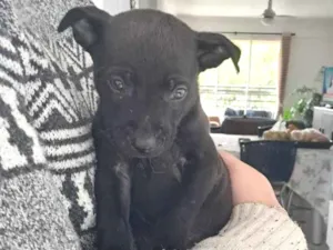 Cachorro raça SRD-ViraLata idade Abaixo de 2 meses nome sem nome 