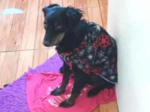 Cachorro raça SRD-ViraLata idade 2 anos nome Fred 