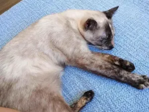 Gato raça Siamês idade 7 a 11 meses nome Pérola