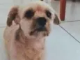 Simba 