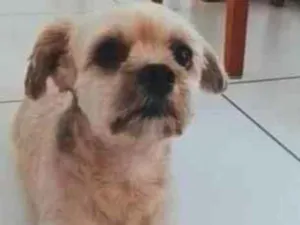 Cachorro raça Shitzu idade 4 anos nome Simba 