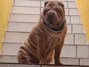 Cachorro raça SRD-ViraLata idade 5 anos nome Fox
