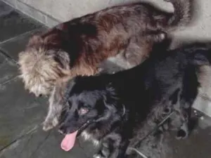 Cachorro raça SRD-ViraLata idade 6 ou mais anos nome CRISTAL E SATURNO 