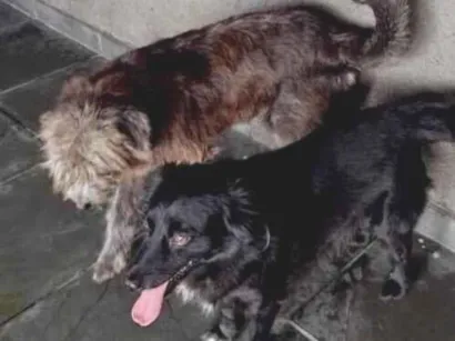 Cachorro raça SRD-ViraLata idade 6 ou mais anos nome CRISTAL E SATURNO 