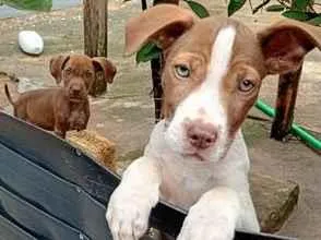 Cachorro raça SRD-ViraLata idade 2 a 6 meses nome Spike e Rocco 