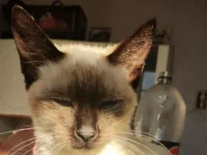 Gato raça SRD-ViraLata idade 7 a 11 meses nome Stela