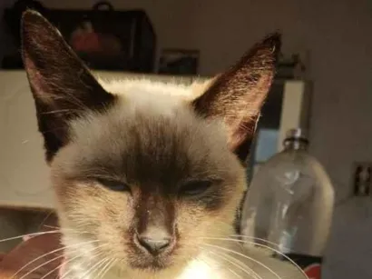 Gato raça SRD-ViraLata idade 7 a 11 meses nome Stela