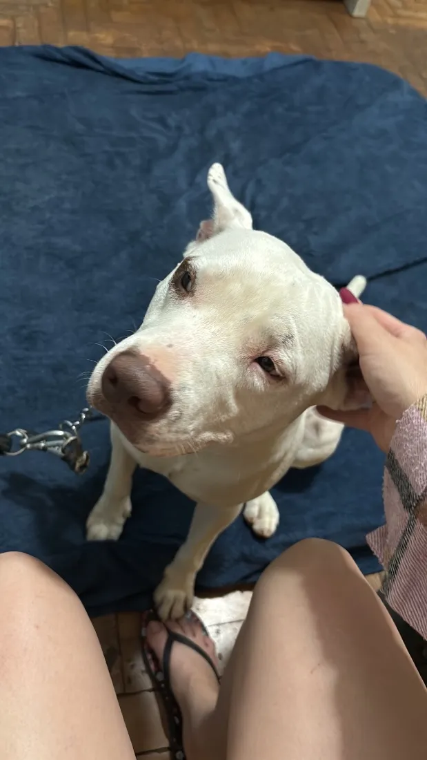 Cachorro raça SRD-ViraLata idade 2 anos nome Thor