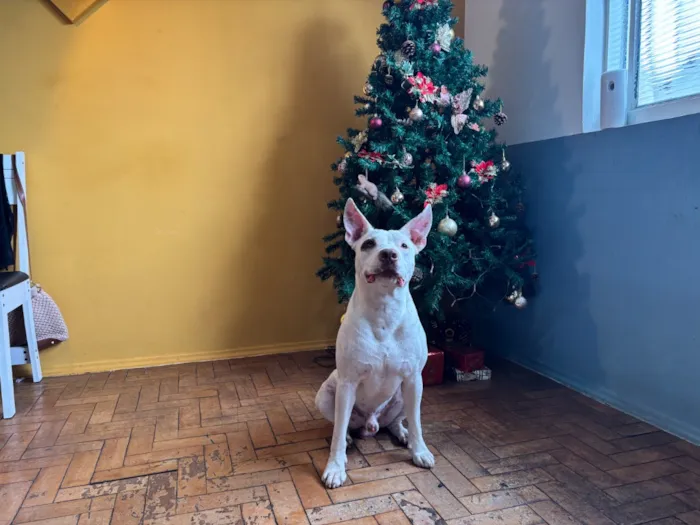 Cachorro raça SRD-ViraLata idade 2 anos nome Thor