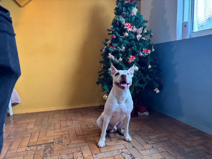 Cachorro raça SRD-ViraLata idade 2 anos nome Thor