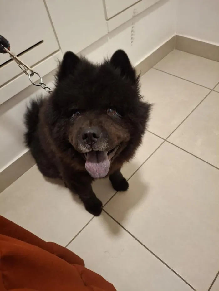 Cachorro raça SRD-ViraLata idade 5 anos nome Ravi