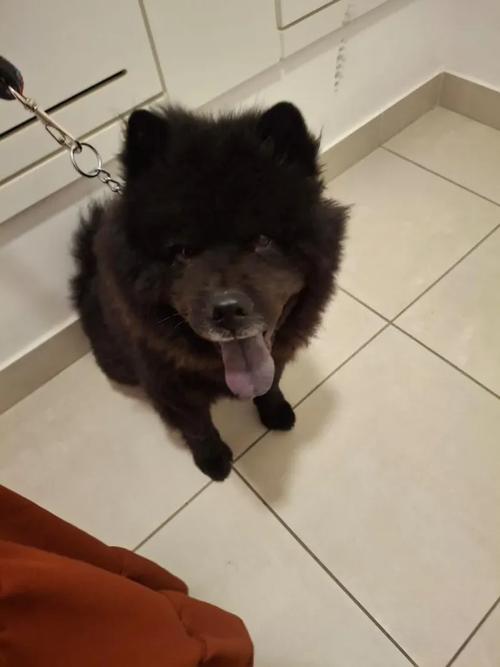 Cachorro raça SRD-ViraLata idade 5 anos nome Ravi