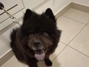 Cachorro raça SRD-ViraLata idade 5 anos nome Ravi