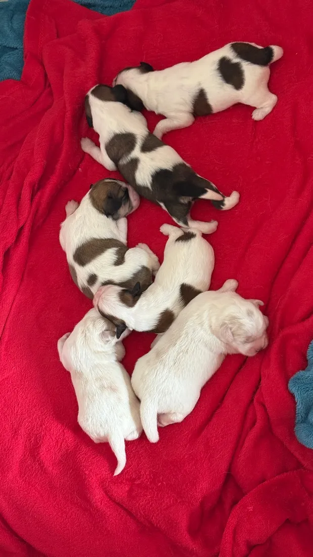 Cachorro raça SRD-ViraLata idade Abaixo de 2 meses nome Sem nome